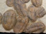 Plate Of Large Asaphid Trilobites - Spectacular Display #36751-1